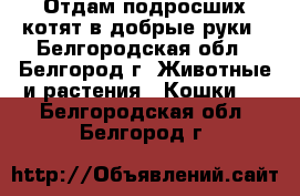 Отдам подросших котят в добрые руки - Белгородская обл., Белгород г. Животные и растения » Кошки   . Белгородская обл.,Белгород г.
